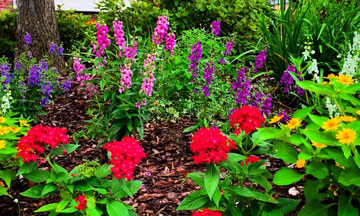 Flower Bed Maintenance